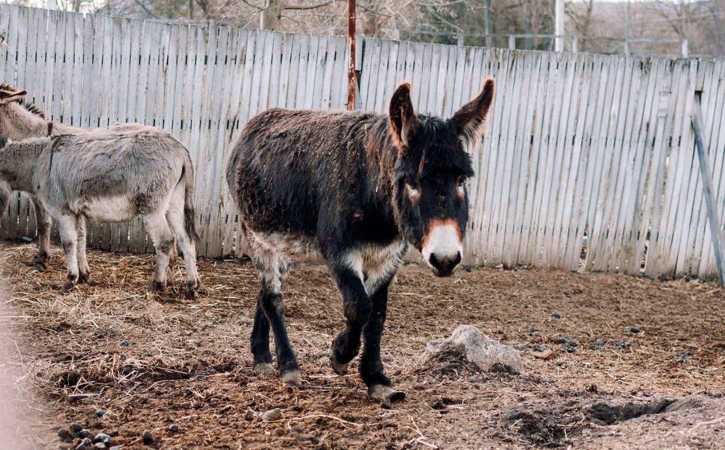 A donkey on a meat farm