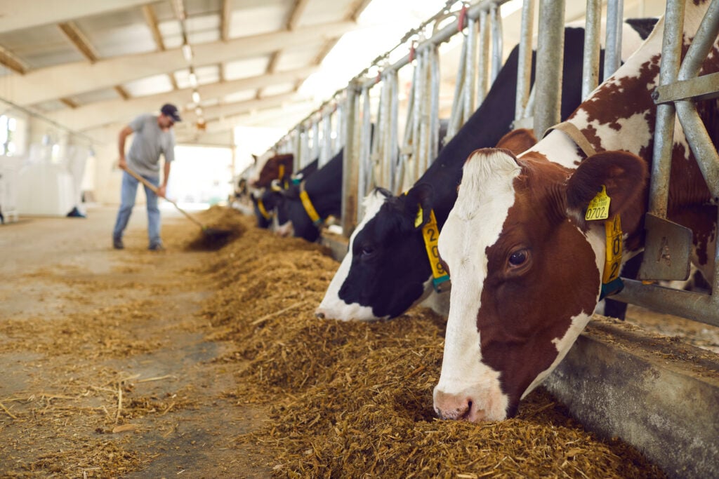 Dairy cows stood in a row eating with their heads between bars on a farm