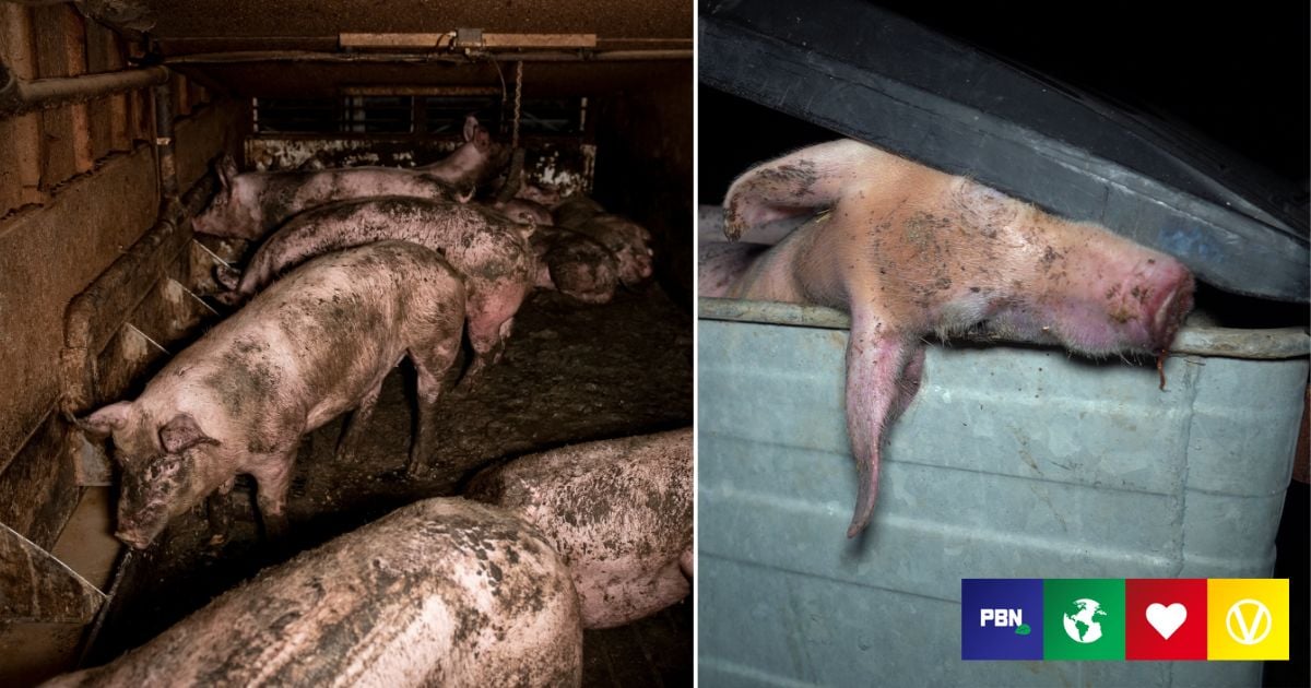 ‘Grave Mark On Humanity’: UK Pig Farm Investigation Unearths ‘Harrowing’ Abuse