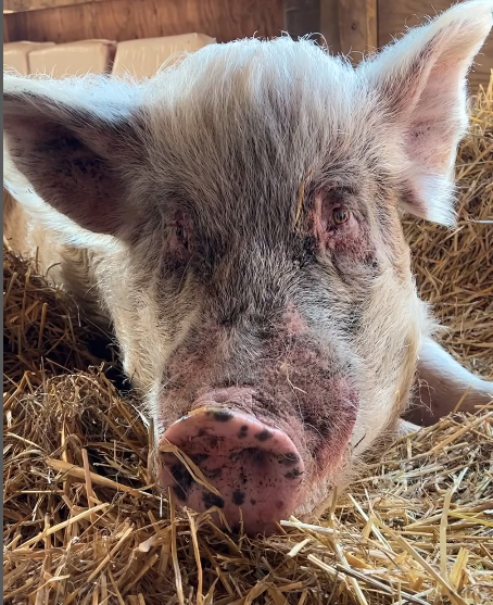 A pig at Woodstock Farm animal sanctuary