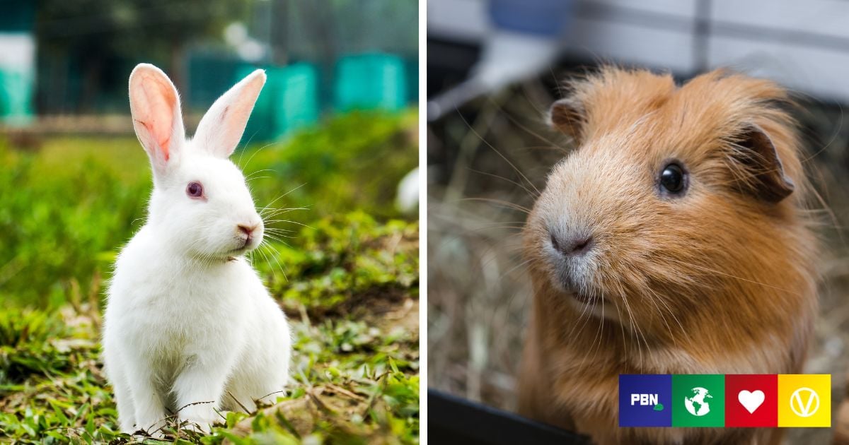 Canada Bans Cruel And Unnecessary Animal Testing For Cosmetics   Plant Based News Animal Testing Species 