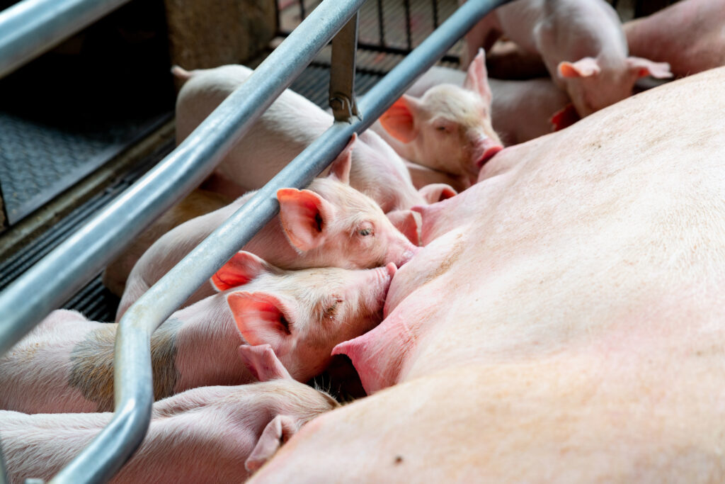 Piglets nursing in a farrowing crate at a factory farm