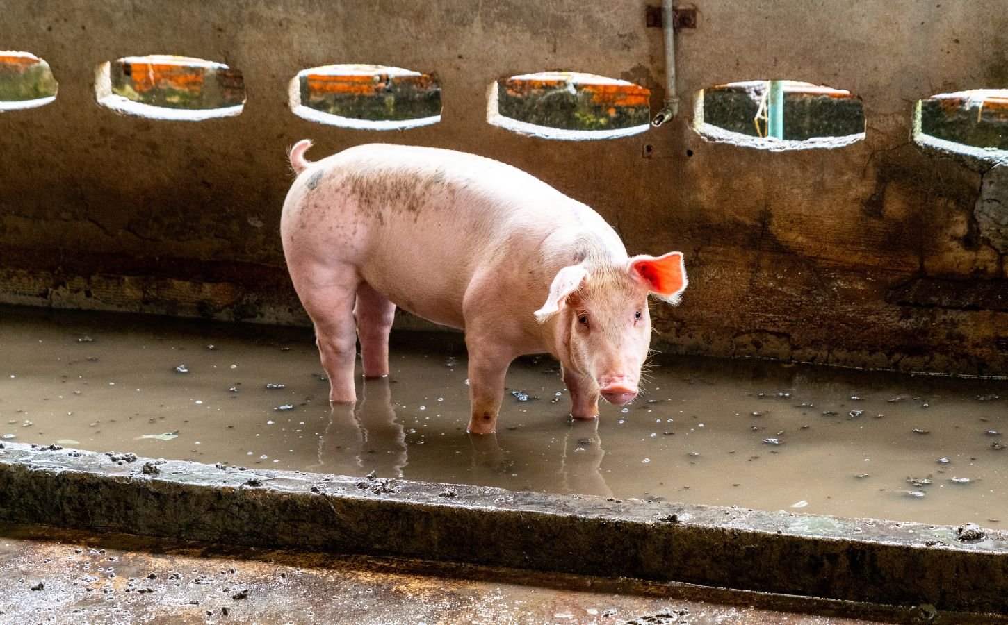 A pig standing in water in a factory farm, which have been linked to increased antibiotic resistance and superbugs