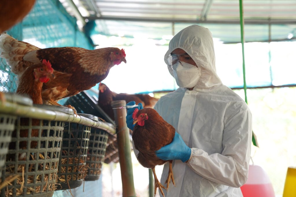 A man in a white hazmat suit picking up farmed chickens amid the ongoing bird flu outbreak in the UK