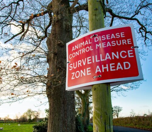 A UK bird flu sign reading "animal disease control measure surveillance zone ahead"