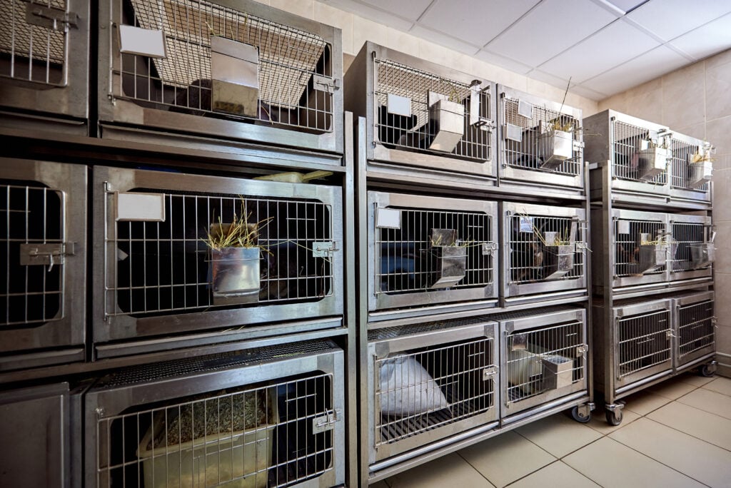 Animals used for testing being kept in cages