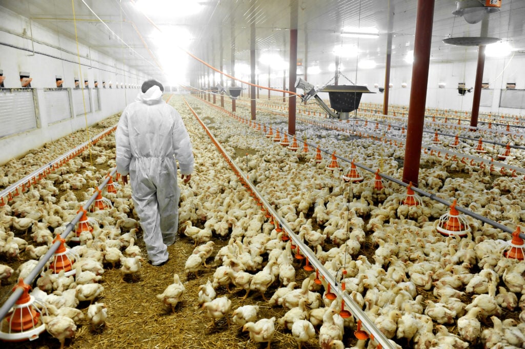 A man in a hazmat suit walking through a chicken farm
