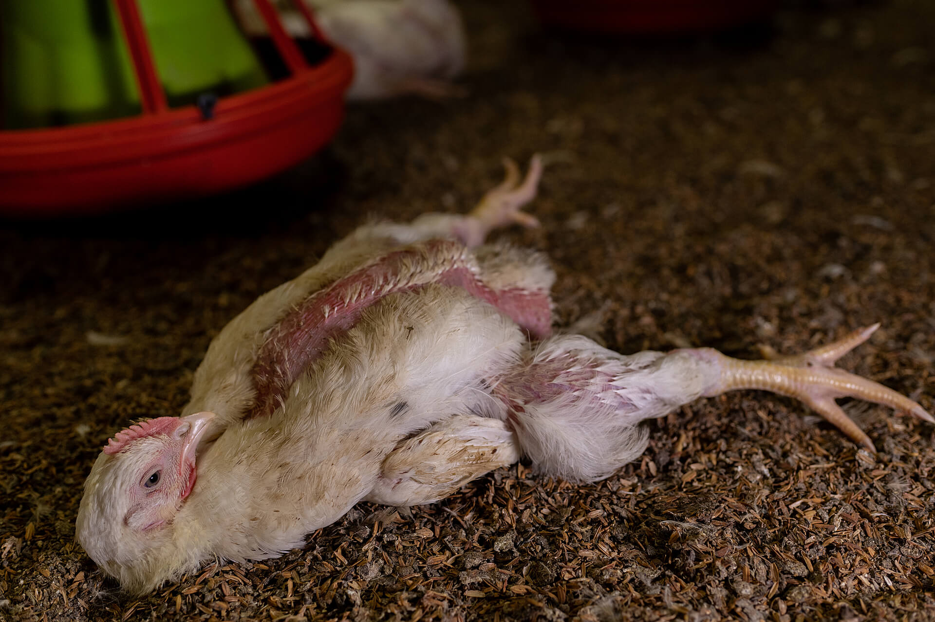 6 Critical Reasons To Stop Eating Chicken Meat