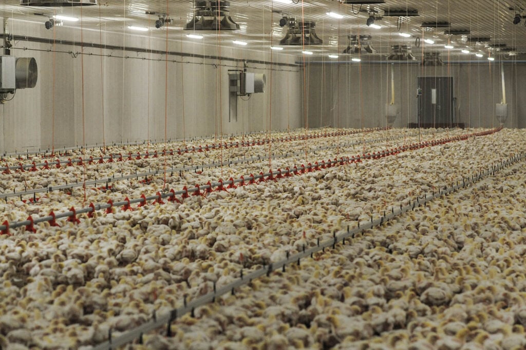 Thousands of chickens inside a meat factory farm
