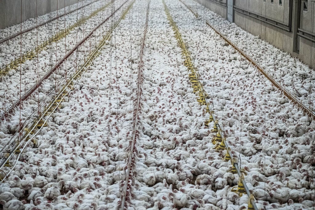 Thousands of chickens packed into a broiler hall complex on a meat farm