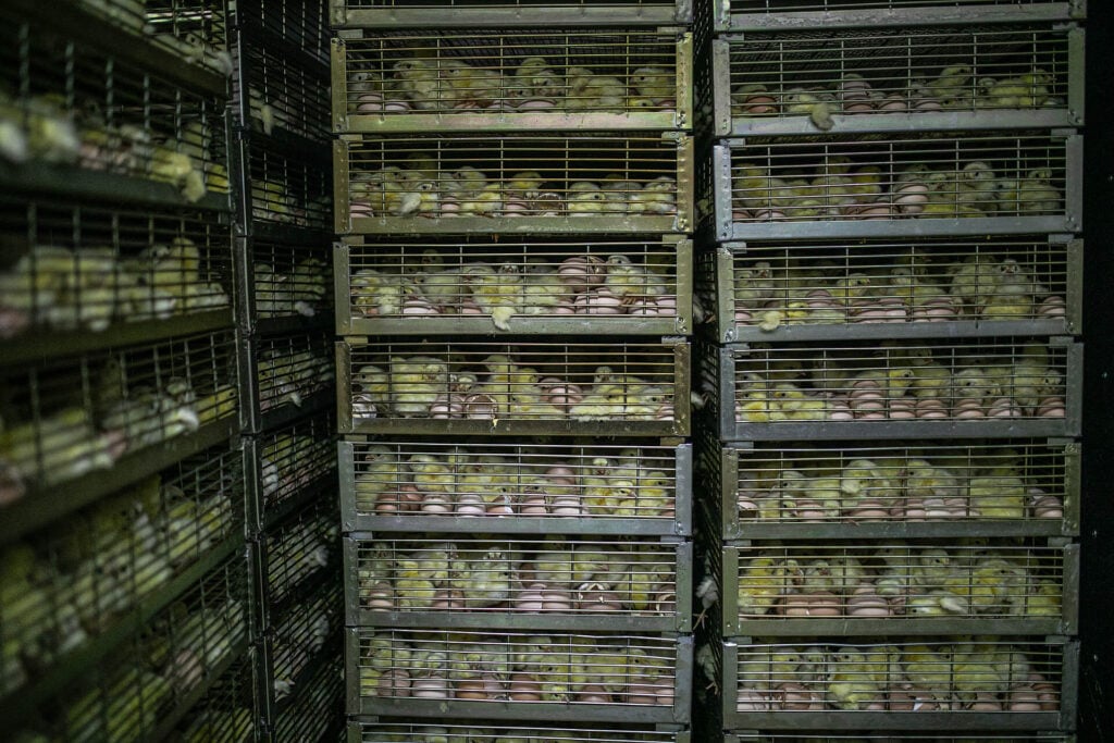 Thousands of newly hatched broiler
chicks wait in metal drawers on a meat farm