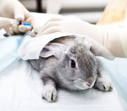 A rabbit being used in animal testing