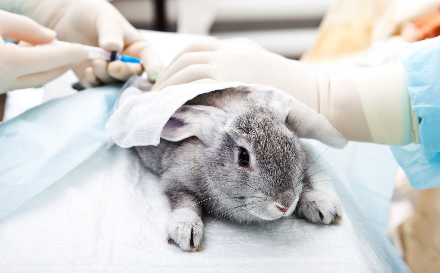 Is Canada Finally Putting An End To Cosmetics Animal Testing?