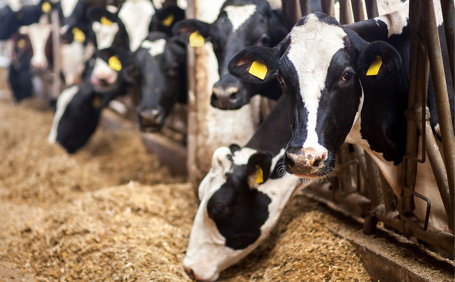 A group of dairy cows in a factory farm