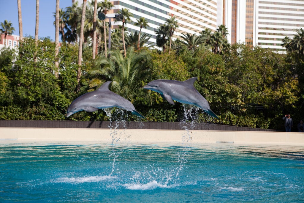Captive dolphins at the Mirage resort in Las Vegas