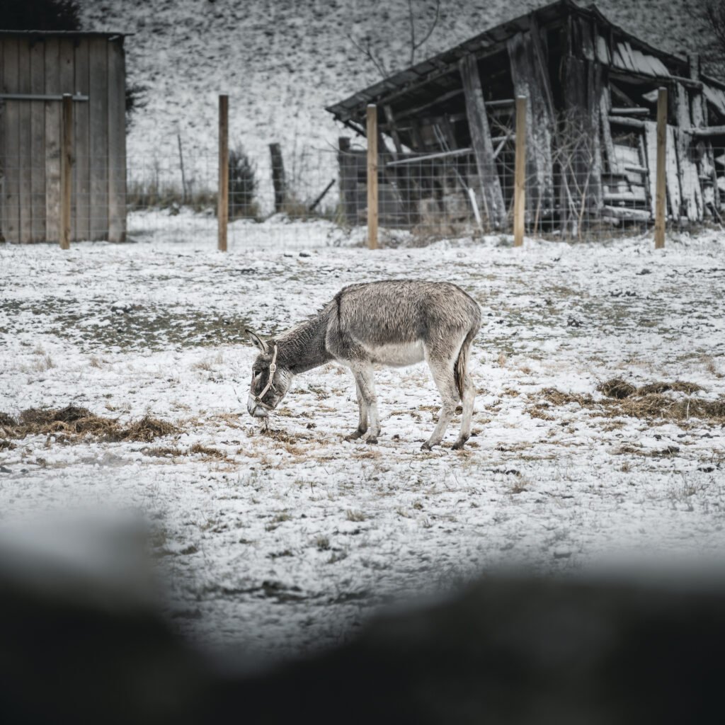 A donkey stood outside on a farm in poor conditions