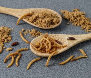 Mealworm larvae on a wooden spoon, one insect that has been approved for human consumption in Europe