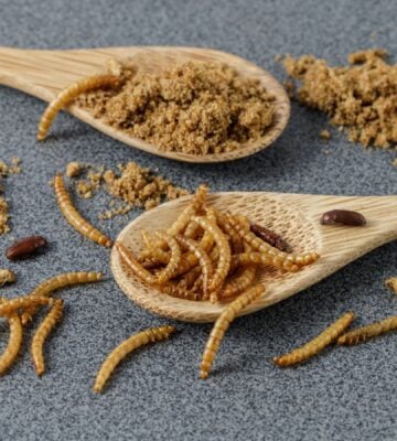 Mealworm larvae on a wooden spoon, one insect that has been approved for human consumption in Europe