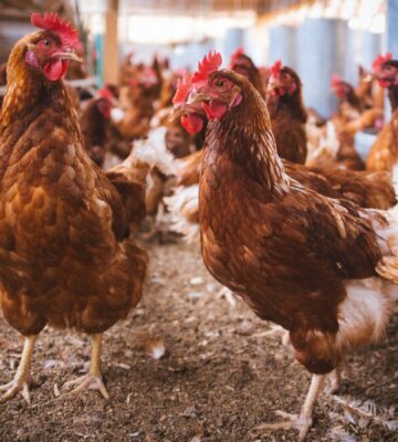 Chickens on an egg farm