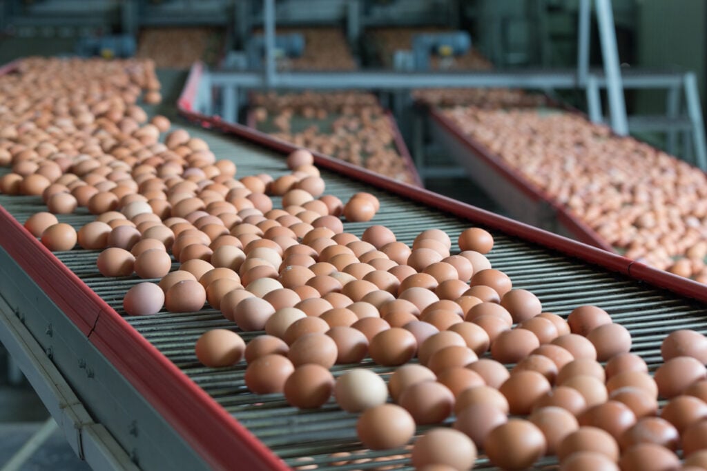 Eggs on a conveyor belt