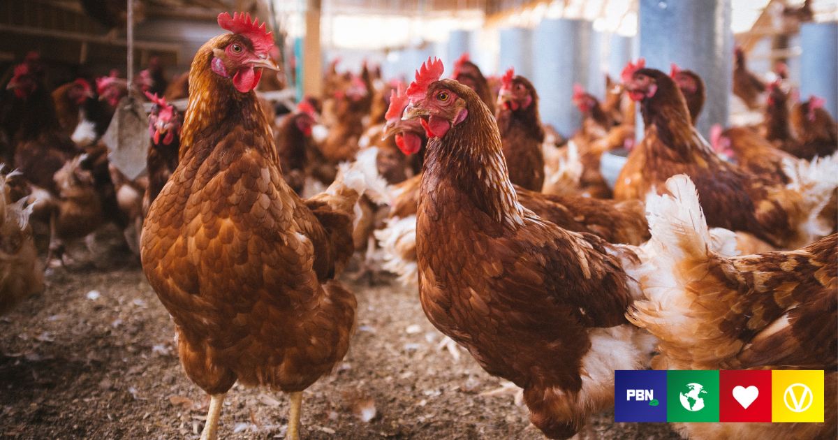 100,000 Hens Burned Alive In Hillandale’s Latest Egg Farm Fire