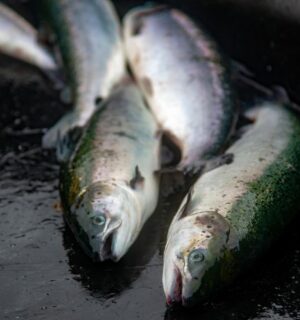 Farmed salmon have been dying on Scottish farms