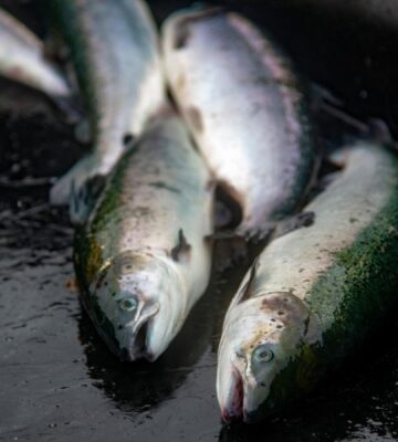 Farmed salmon have been dying on Scottish farms