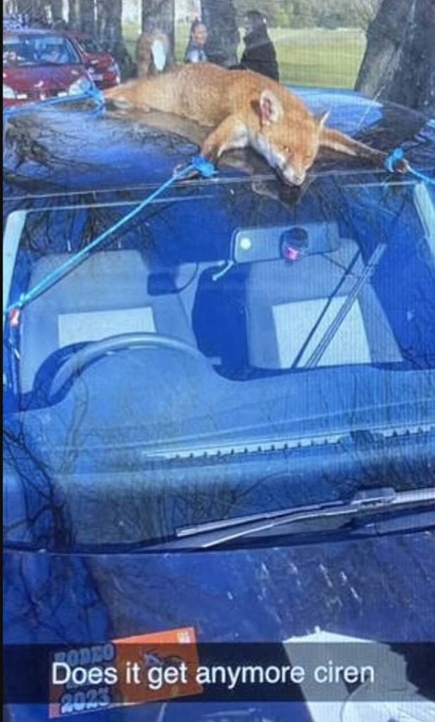 A dead fox tied to a car roof at Royal Agricultural University