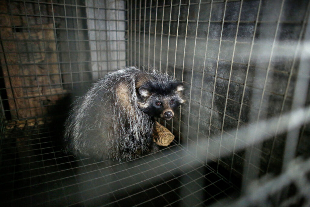 A raccoon in a fur farm cage