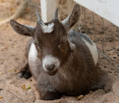 A pygmy goat at a zoo