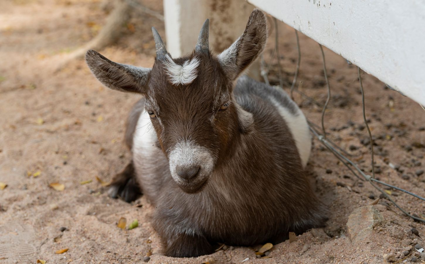 A pygmy goat at a zoo