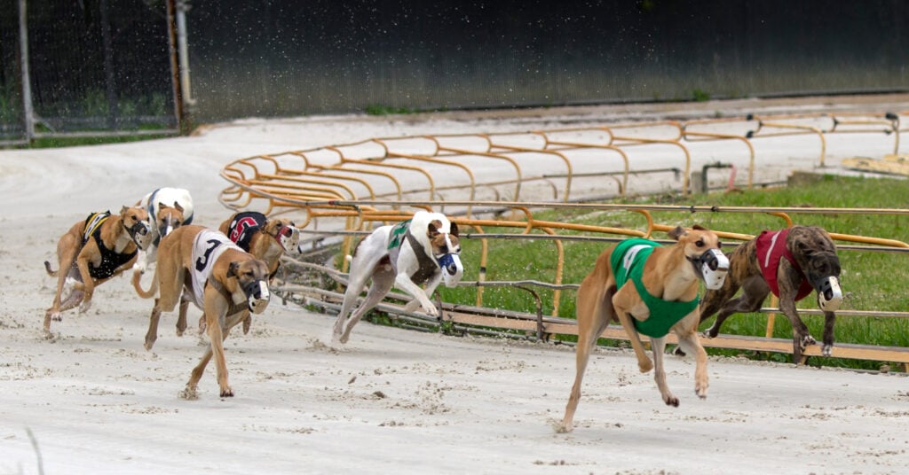 Greyhound dogs racing on a track