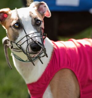 A Greyhound racing dog