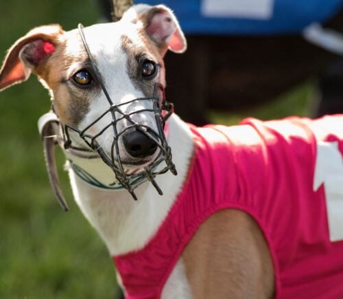 A Greyhound racing dog