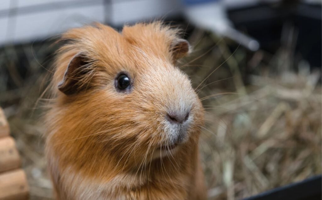 A guinea pig, who are often subject to animal experiments