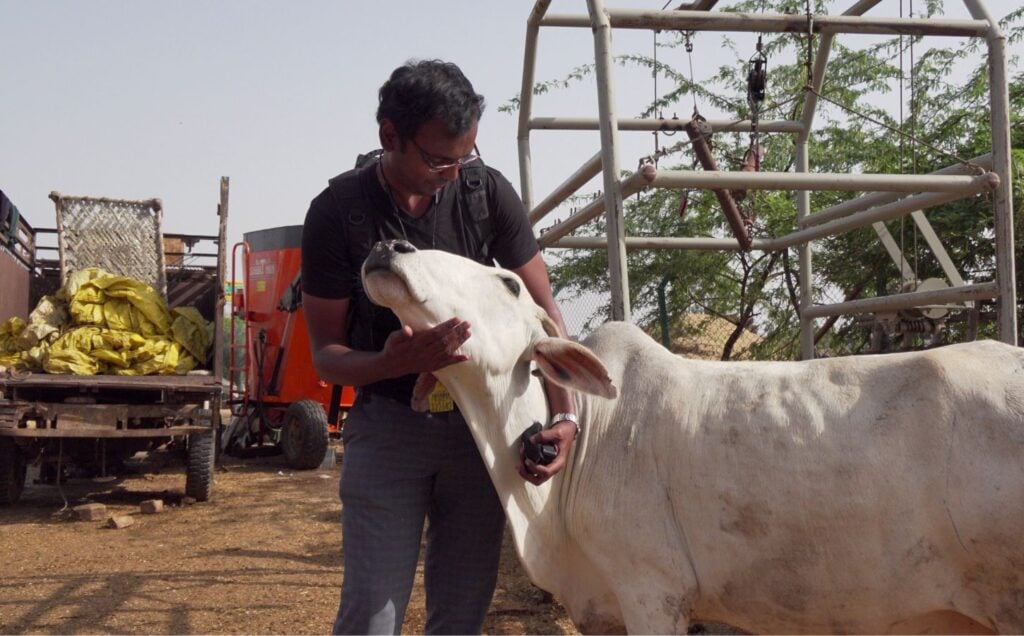 Dr Harsha Atmakuri, the maker of vegan film Maa Ka Doodh, with a dairy cow