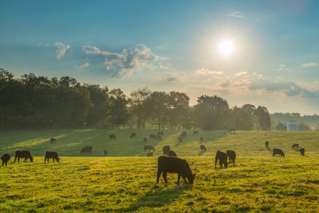 Cows grazing in a field