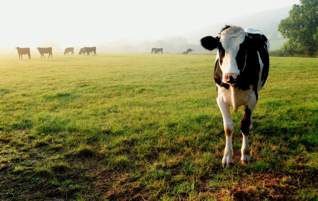 A farmed cow in a field