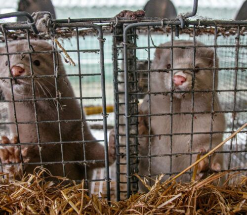 Mink in cages on an intensive fur farm
