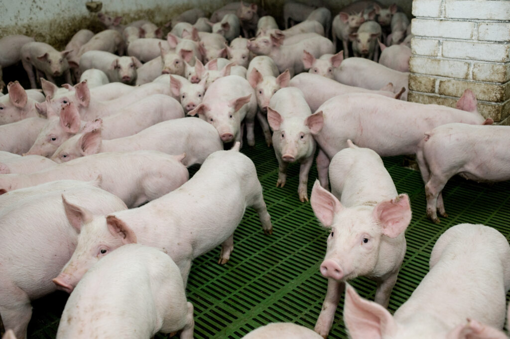 Pigs in a UK factory farm