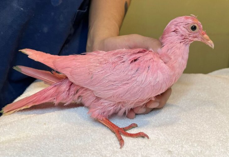 A pigeon dyed pink for a gender reveal party