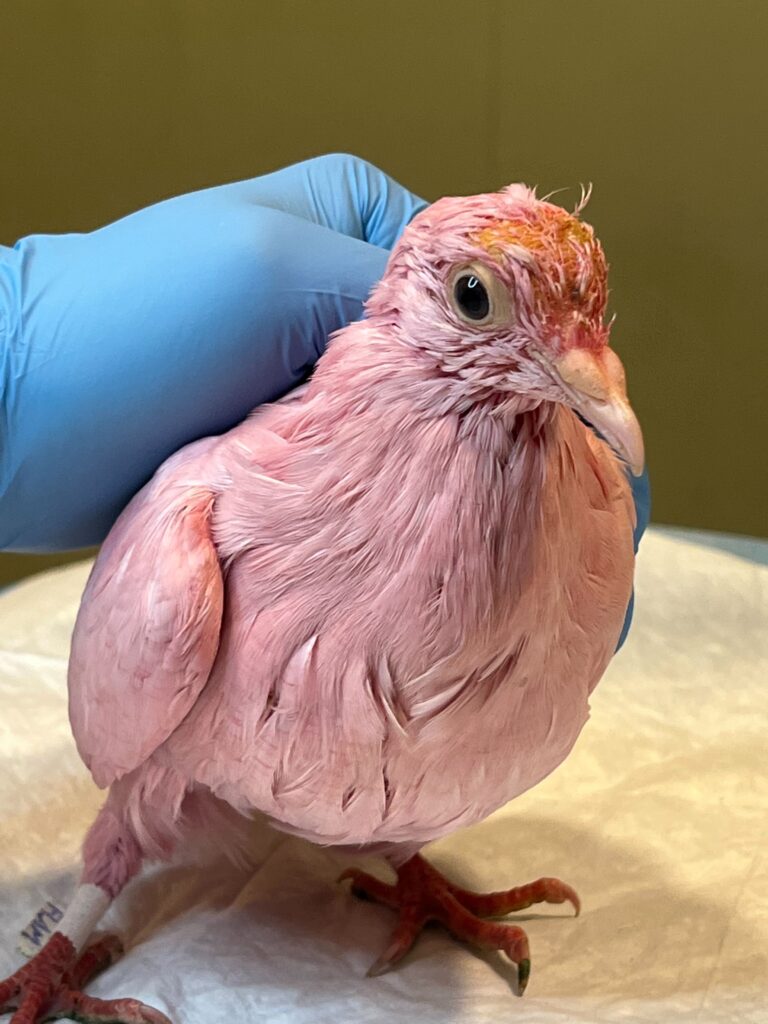 A pigeon dyed pink for a gender reveal party