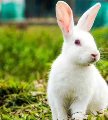 A white rabbit standing outside, a species commonly used in animal testing