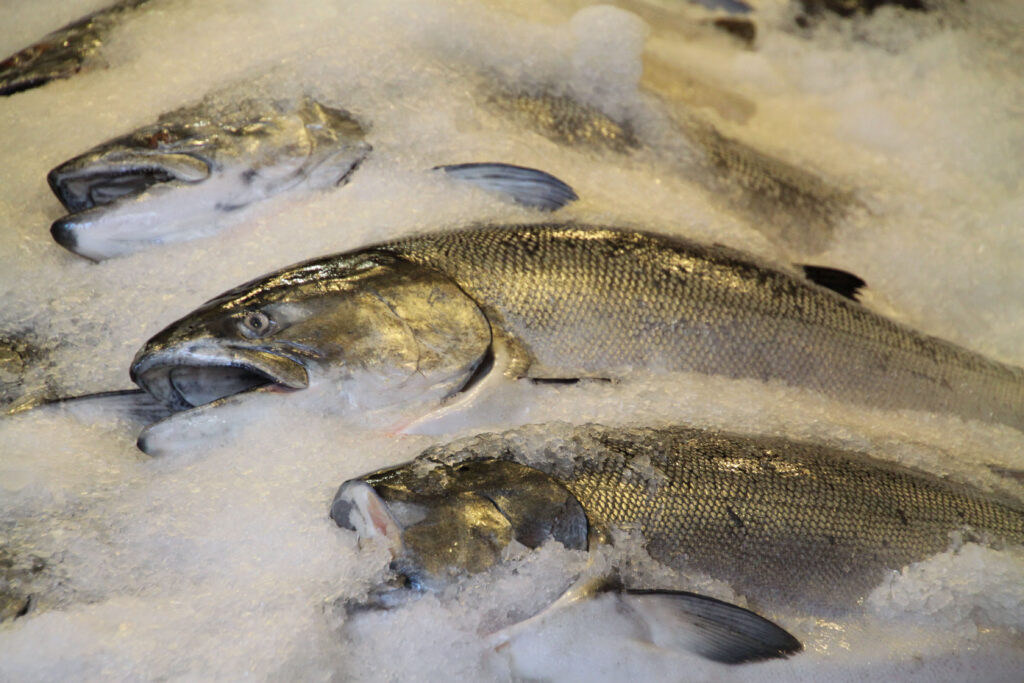 Salmon on ice for sale at fish market.