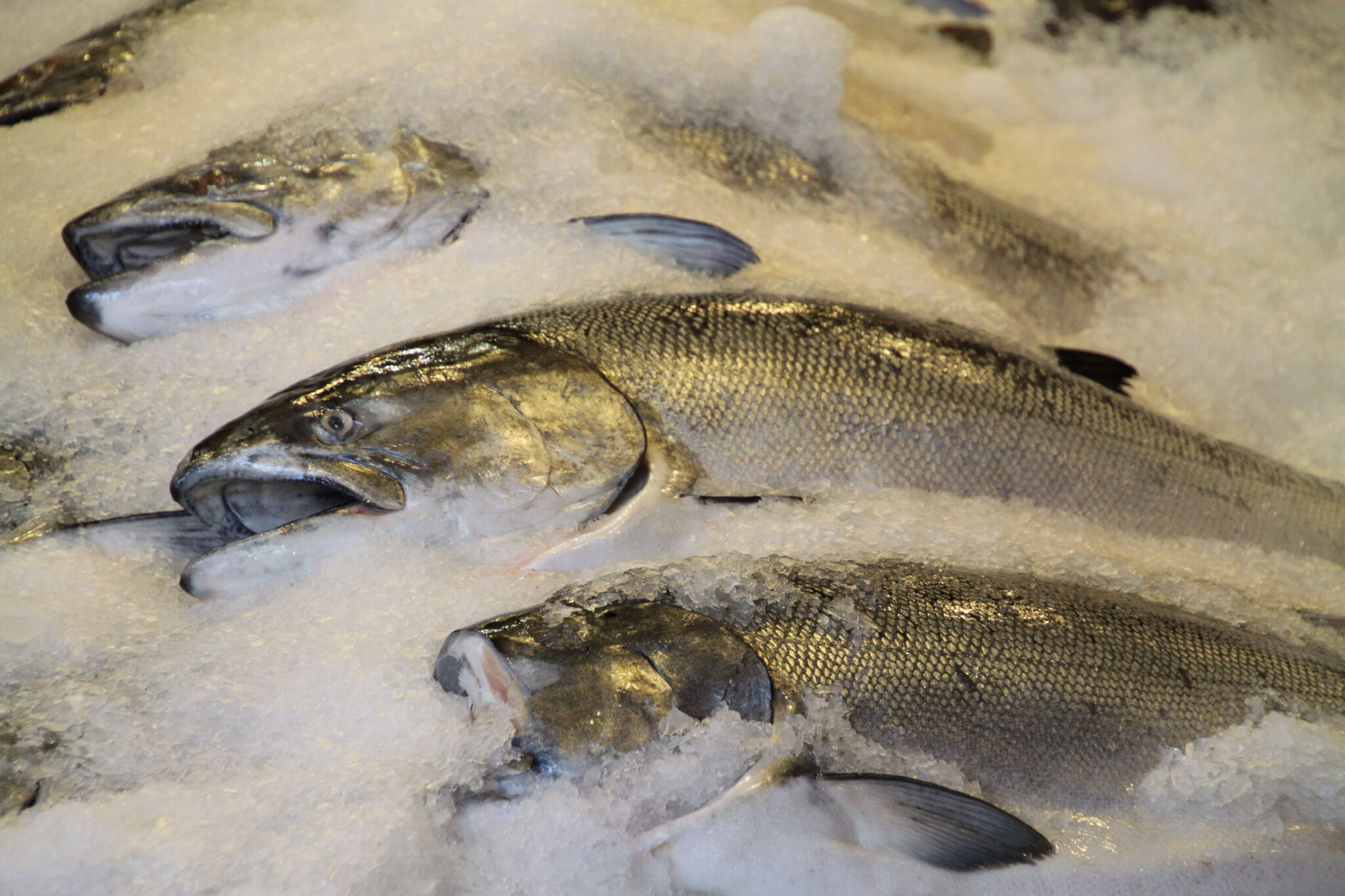 As Salmon Deaths Double, Will Scotland Address Its Fish Farm Catastrophe?