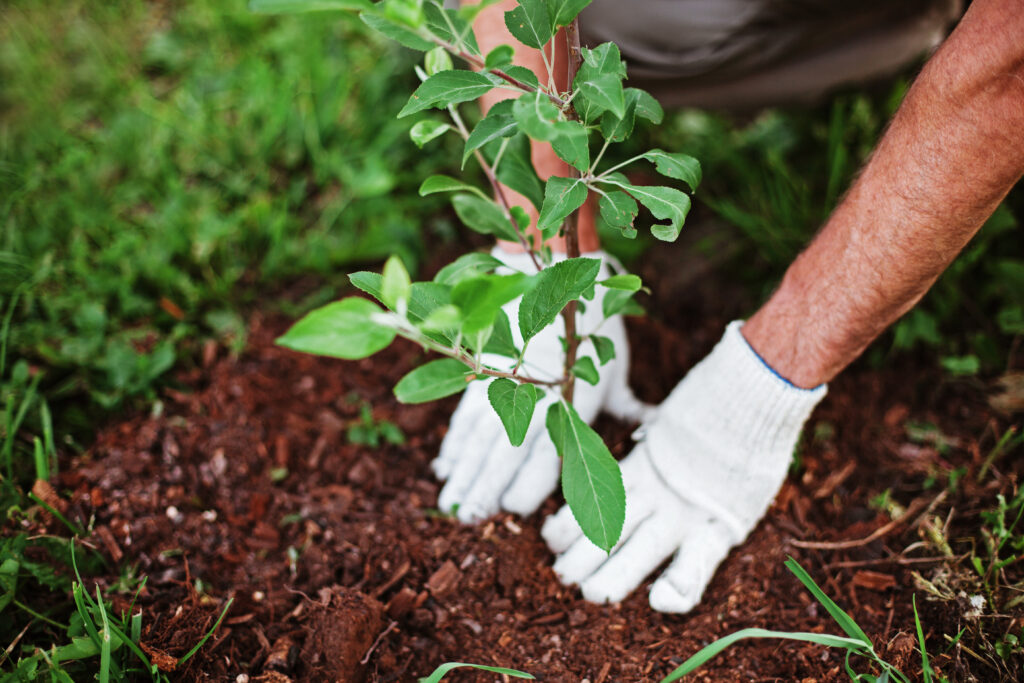 A person planting trees