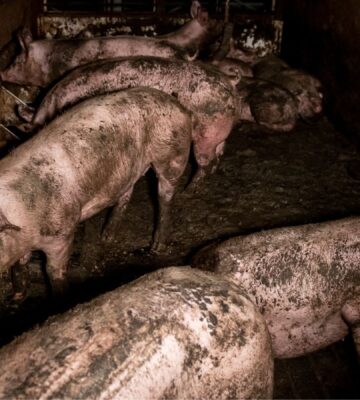 Pigs in squalid conditions at Bickmarsh Hall farm in Warwickshire