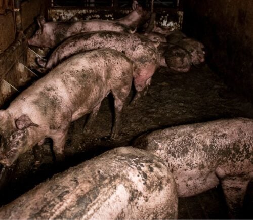 Pigs in squalid conditions at Bickmarsh Hall farm in Warwickshire
