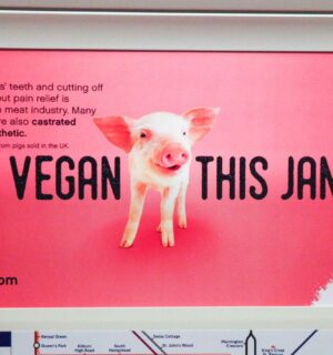 A poster for Veganuary 2023 with a pig next to the text "TRY VEGAN THIS JANUARY"