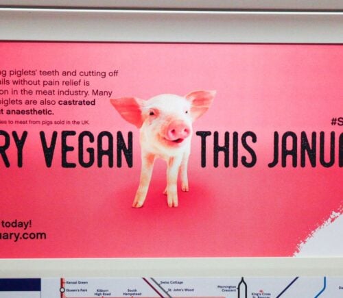 A poster for Veganuary 2023 with a pig next to the text "TRY VEGAN THIS JANUARY"